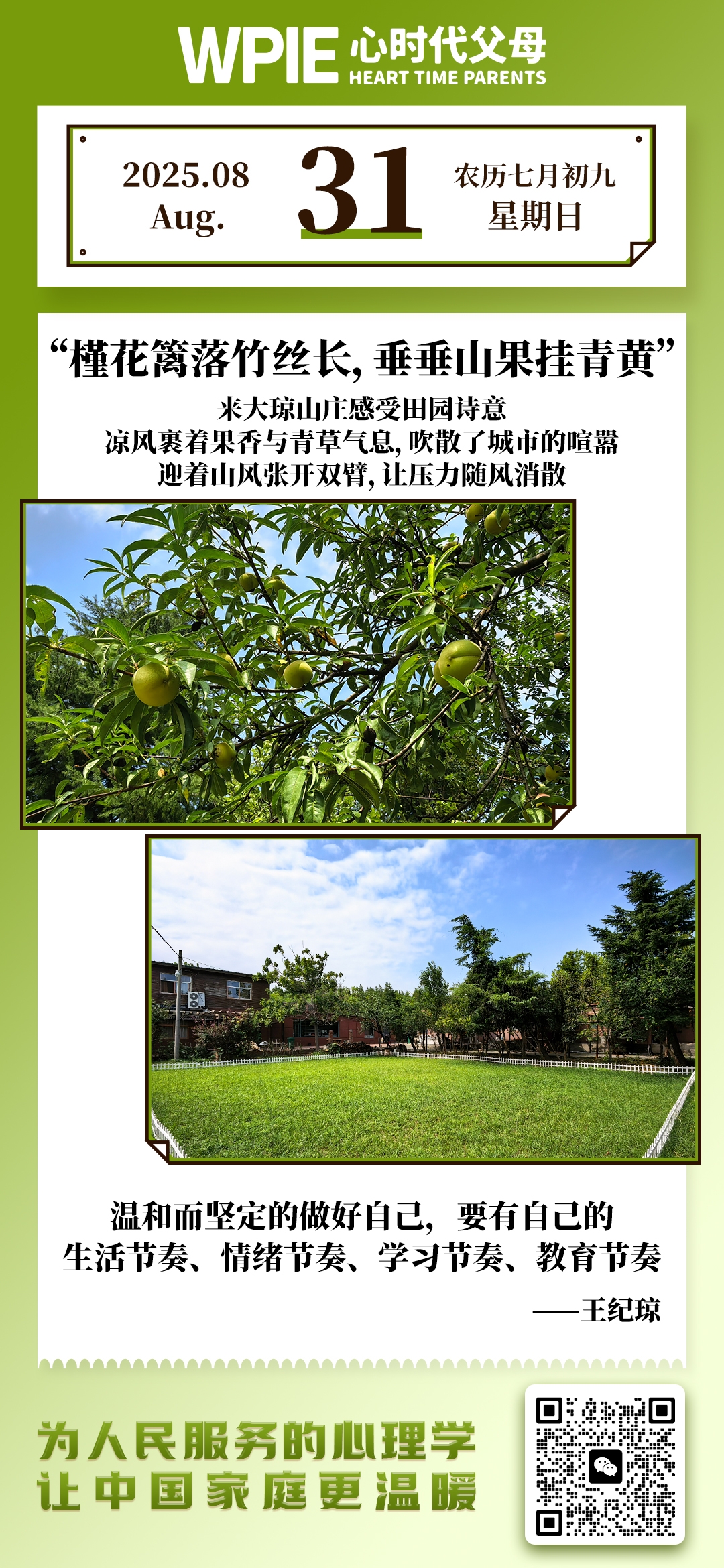 2025-8-31——槿花篱落竹丝长，垂垂山果挂青黄